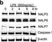 Kinetics of Azithromycin Effects on NALP3 Protein in THP-1 Monocytes. a THP-1 cells were treated with azithromycin 50ug/ml for the times shown prior to immunoblot analysis for indicated proteins. b THP-1 cells were treated with LPS 500 ng/ml for times shown prior to analysis. c THP-1 cells were treated with azithromycin (50ug/ml) and LPS (500 ng/ml) for times shown prior to immunoblot analysis. The data representative of 2–3 separate experiments Image collected and cropped by CiteAb from the following open publication (//pubmed.ncbi.nlm.nih.gov/28659178), licensed under a CC-BY license. Not internally tested by R&D Systems.