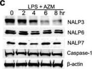 Kinetics of Azithromycin Effects on NALP3 Protein in THP-1 Monocytes. a THP-1 cells were treated with azithromycin 50ug/ml for the times shown prior to immunoblot analysis for indicated proteins. b THP-1 cells were treated with LPS 500 ng/ml for times shown prior to analysis. c THP-1 cells were treated with azithromycin (50ug/ml) and LPS (500 ng/ml) for times shown prior to immunoblot analysis. The data representative of 2–3 separate experiments Image collected and cropped by CiteAb from the following open publication (//pubmed.ncbi.nlm.nih.gov/28659178), licensed under a CC-BY license. Not internally tested by R&D Systems.