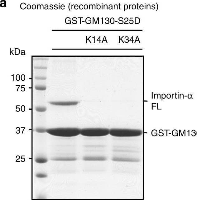 Western Blot Importin alpha 2/KPNA2 Antibody (682239) [Unconjugated]