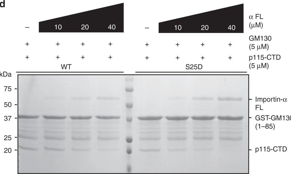 GM130 interacts with full-length Importin-alpha . a, b ITC titration curves (upper) and binding isotherms (lower) of Importin-alpha  FL with GM130-NLS WT (a) and GM130-NLS phospho-S25 (b). Kd values are indicated. c Pulldown assays of Importin-alpha  FL with GM130-WT or GM130-S25D. GST-tagged GM-130-WT or GM130-S25D was incubated with Importin-alpha  FL. GST-bound samples were analyzed by SDS–PAGE and stained with Coomassie blue. d Competition binding assay. p115-CTD was incubated with either GST-GM130-WT or GST-GM130-S25D in the presence of indicated concentrations of Importin-alpha  FL. Samples pulled down by GST beads were analyzed by SDS–PAGE and stained with Coomassie blue. e, f Band intensities of Importin-alpha  FL and p115-CTD from the SDS–PAGE gels in d were quantified and normalized by GST-GM130 intensity. Quantitative plots show normalized Importin-alpha  FL intensities (e) and percent p115-CTD remaining on GM130 (f). Data represent mean ± standard deviation from three independent experiments Image collected and cropped by CiteAb from the following open publication (//pubmed.ncbi.nlm.nih.gov/31541088), licensed under a CC-BY license. Not internally tested by R&D Systems.