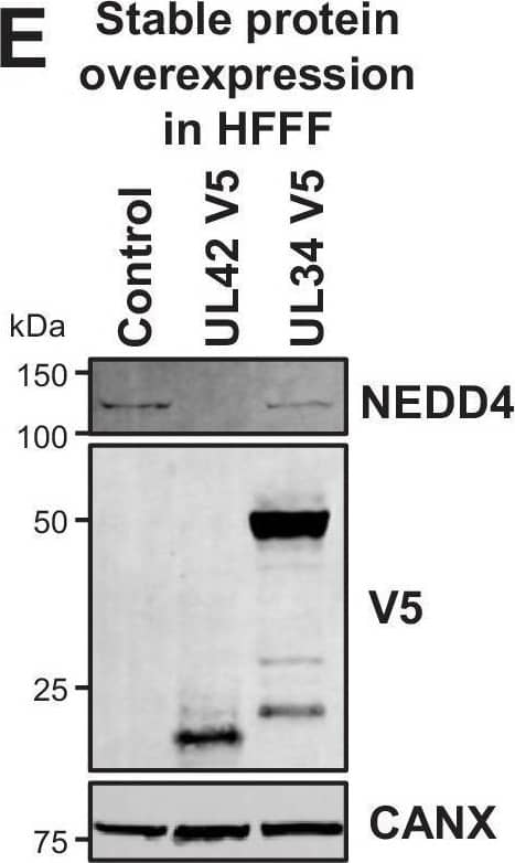 Western Blot NEDD4 Antibody (683211) [Unconjugated]
