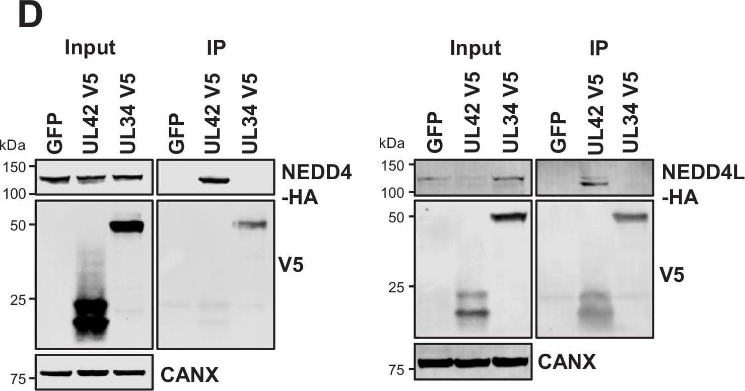 Western Blot NEDD4 Antibody (683211) [Unconjugated]