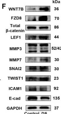 Western Blot Twist-1 Antibody (927403) [Unconjugated]