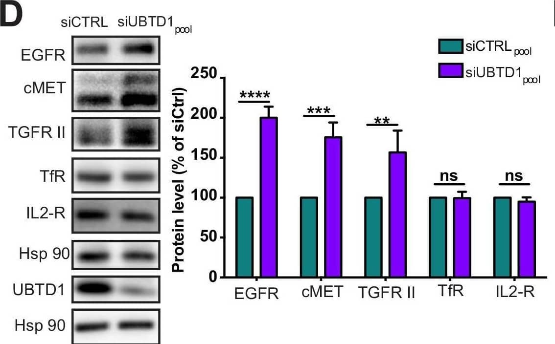 UBTD1 depletion slows down RTK degradation.(A–E) DU145 cells were transfected for 48 hr with the indicated siRNA (control, siCTRLpool or UBTD1: siUBTD1pool). (A) HGF-alexa647 pulse chase images and quantification. (B) Proximal ligation assay monitoring and quantification of MET associated with ubiquitin in DU145 treated with HGF (40 ng/ml, 10 min). Nuclei were stained with DAPI (blue) on the MERGE image. (C) Immunoblots show MET ubiquitylation in presence of HGF (40 ng/ml, 10 min) in HEK cells in different experimental conditions. Cells were transfected, as indicated, with expression vectors for histidine-tagged ubiquitin (His-Ub) and MET. His-Ub crosslinked forms of MET were purified (IP: His) and the immunoblot of MET showed MET ubiquitylation. The immunoblot of MET (bottom panel) was performed in parallel to verify the amounts of MET protein engaged in His-Ub purifications. The immunoblot of UBTD1 shows the level of siRNA depletion. (D) Immunoblot and quantification of receptors. The immunoblot of UBTD1 shows the level of siRNA depletion. (E) mRNA quantification of receptors. mRNA of UBTD1 shows the level of siRNA depletion. Scale bar = 10 µm. n ≥ 3 independent experiments. ns = non-significant; *p<0.05; **p<0.01; ***p<0.001; ****p<0.0001; (A,B) Bonferroni’s multiple comparison test; (D,E) two-way ANOVA and Bonferroni’s multiple comparisons test; data are mean ± s.e.m. Image collected and cropped by CiteAb from the following open publication (//pubmed.ncbi.nlm.nih.gov/33884955), licensed under a CC-BY license. Not internally tested by R&D Systems.