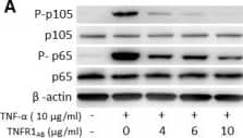 Inhibition assays with antibody against tumor necrosis factor-receptor 1 (TNFR1AB). (A) Analysis of nuclear factor-kappa-B (NF-kappa B) phosphorylation upon blockade of TNFR1. Dental pulp stems (DPCs) were incubated with different concentrations (0, 4, 6, and 10 μg/mL) of TNFR1AB for 1 hour prior to treatment with TNF-alpha  (10 ng/mL). Phosphorylation of NF-kappa B (p65, p105) was examined by Western blot at 5 minutes after stimulation. TNFR1AB inhibited TNF-alpha -induced phosphorylation of p105 and p65 in a dose-dependent manner, and a maximum effect was observed with a concentration of 10 μg/mL. (B) Flow cytometric analysis of expression of stage-specific embryonic antigen 4 (SSEA-4). TNFR1AB only partially inhibited TNF-alpha -induced increase in the number of SSEA-4+ cells. (C) Analysis of mRNA levels of OCT-4 and NANOG upon inhibition of TNFR1. Although TNF-alpha  treatment increased the gene expression of OCT-4 and NANOG, TNFR1AB nullified the TNF-alpha -induced increase OCT-4 mRNA levels only. **P <0.01, one-way analysis of variance (ANOVA), Tukey test. Data are representative of at least three different experiments. Image collected and cropped by CiteAb from the following open publication (//pubmed.ncbi.nlm.nih.gov/24580841), licensed under a CC-BY license. Not internally tested by R&D Systems.