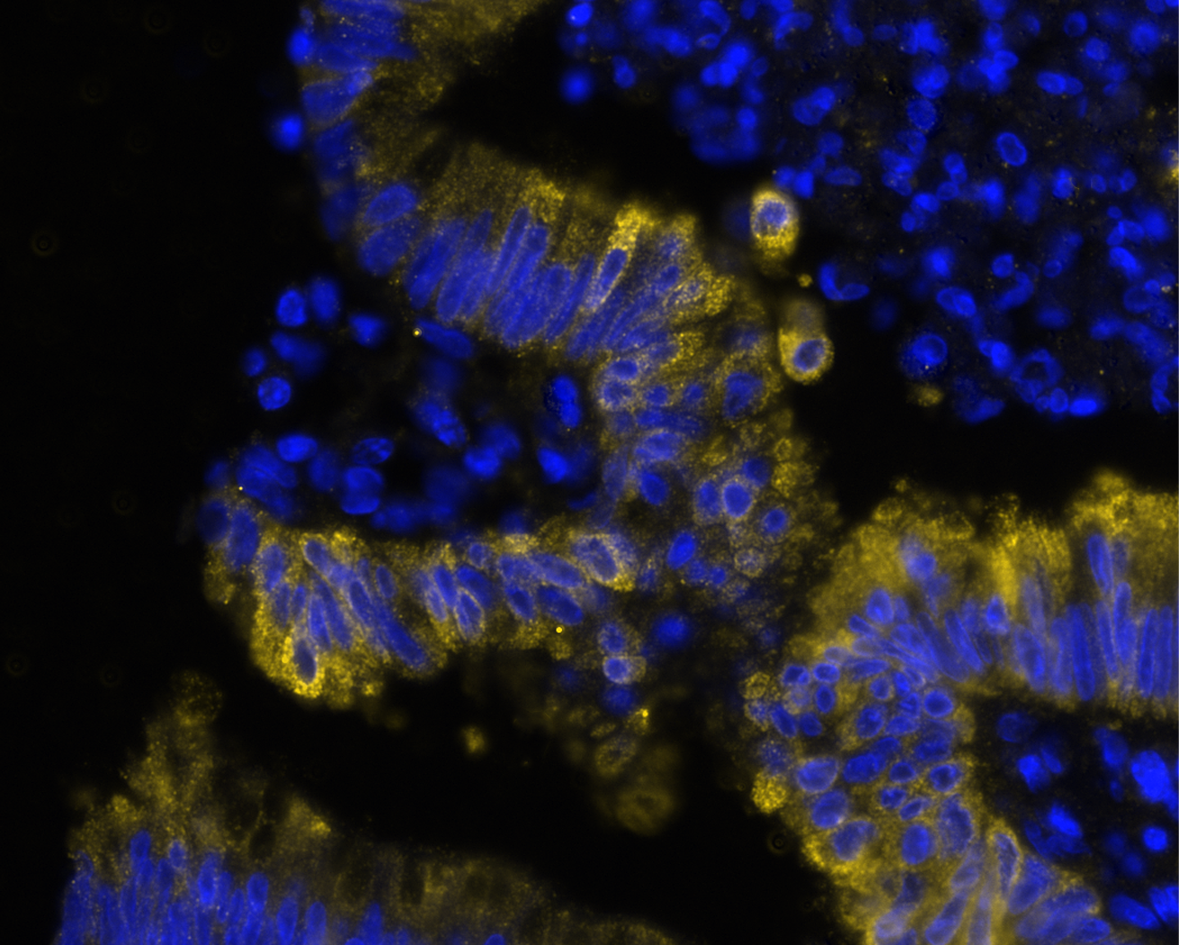 Multiplex Immunofluorescence MUC1 Antibody (604804) [Unconjugated]