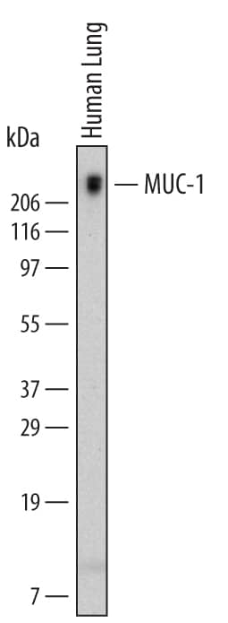 Western blot shows lysates of human lung tissue. PVDF Membrane was probed with 2 µg/mL of Mouse Anti-Human MUC-1 Monoclonal Antibody (Catalog # MAB6298) followed by HRP-conjugated Anti-Mouse IgG Secondary Antibody (HAF007). A specific band was detected for MUC-1 at approximately 300 kDa (as indicated). This experiment was conducted under non-reducing conditions and using Immunoblot Buffer Group 1.