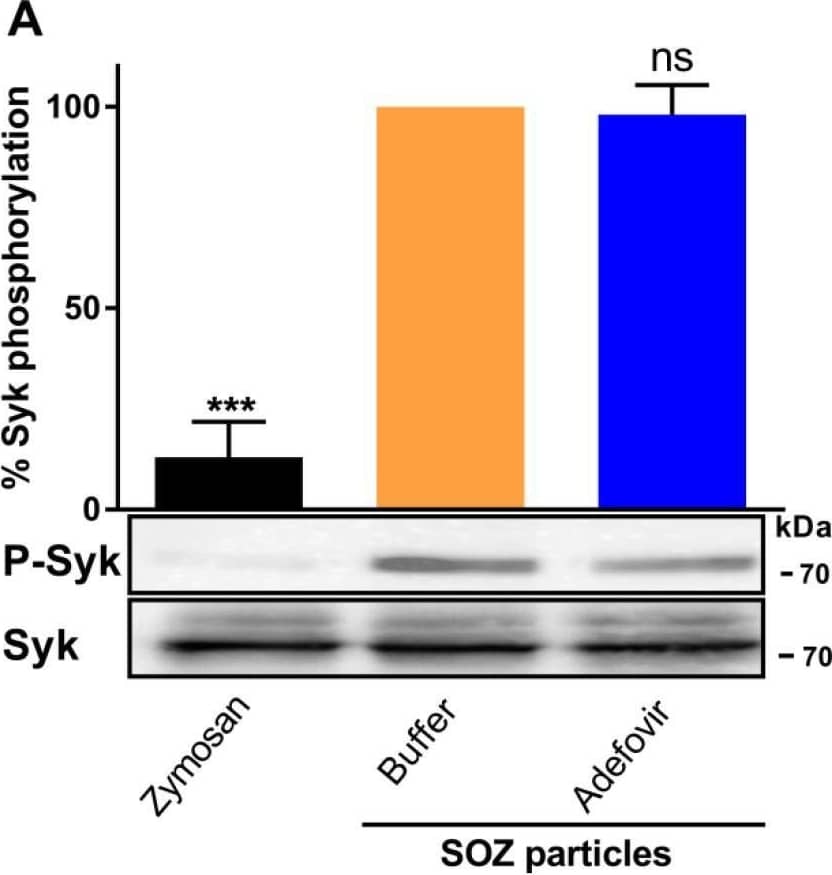 Preincubation of THP-1 cells with adefovir dipivoxil does not affect the opsonin induced tyrosine phosphorylation of Syk, Pyk2, and Vav. The experiment was carried out as mentioned in the legend for Figure 3. Data represent mean with SEM (N = 3). p values were determined by one-way ANOVA; *** p < 0.001; **** p < 0.0001; ns, not significant, for results compared with buffer-treated cells incubated with SOZ particles. Image collected and cropped by CiteAb from the following open publication (//pubmed.ncbi.nlm.nih.gov/31226835), licensed under a CC-BY license. Not internally tested by R&D Systems.