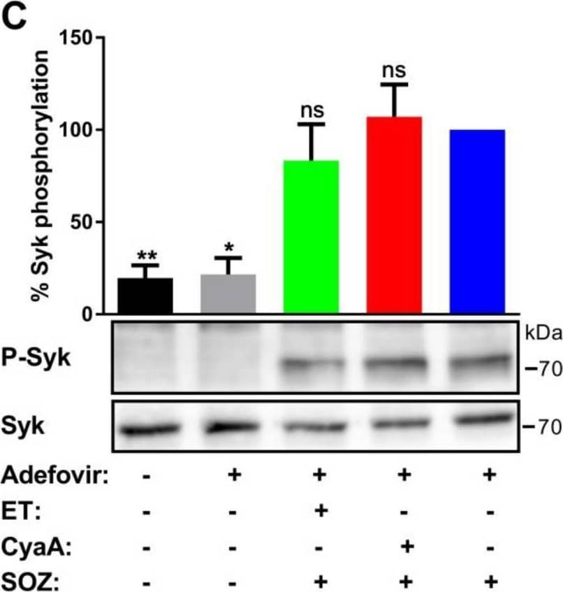 Cell permeable pharmacological inhibitor of AC enzyme activity reverses toxin-mediated inhibition of uptake of opsonized particles and associated signal transduction pathways. THP-1 human monocytes were preincubated with adefovir dipivoxil (10 µM) for 6 h, followed by incubation with ET for 6 h (green), CyaA for 30 min (red), or buffer (blue) as mentioned in the Materials and Methods section. (A and B) 2 × 105 THP-1 cells were incubated with fluorescently labelled SOZ particles for 30 min, and binding and internalization of fluorescent particles were analyzed by flow cytometry. Representative histogram from one experiment (A) and the calculated phagocytic index (B) are shown. Data represent mean with SEM (N = 4). p values were determined by paired one-way ANOVA; ns, not significant for results compared with adefovir-treated cells incubated with SOZ particles. (C to E) 3 × 106 THP-1 cells were incubated with SOZ particles to induce tyrosine phosphorylation of crucial signaling proteins involved in opsonophagocytosis. The cells were lysed, and the lysates were used for immunoblotting. Tyrosine phosphorylation of Syk (C), Pyk2 (D), and Vav (E) were detected using phospho-specific antibodies. Immunoblots developed using anti-Syk, anti-Pyk2, and anti-Vav antibodies served as loading controls. THP-1 cells preincubated without (black) or with (grey) adefovir and then treated with unopsonized zymosan were used as negative controls. Data represent mean with SEM (N = 3). p values were determined using one-way ANOVA; *, p < 0.05; **, p < 0.005; ns, not significant, for results compared with adefovir-treated cells incubated with SOZ particles. Image collected and cropped by CiteAb from the following open publication (//pubmed.ncbi.nlm.nih.gov/31226835), licensed under a CC-BY license. Not internally tested by R&D Systems.