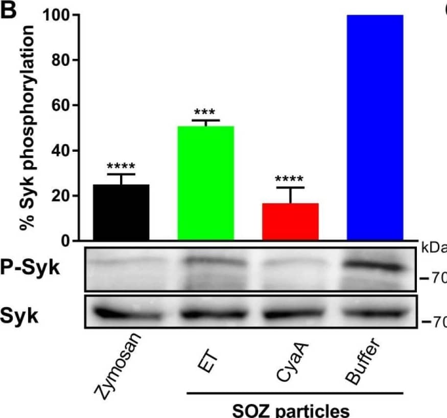 Toxin-provoked cAMP accumulation inhibits opsonin-induced tyrosine phosphorylation of cellular proteins Syk, Pyk2, and Vav. 3 × 106 THP-1 human monocytes were preincubated with ET for 6 h (green), CyaA for 30 min (red), or buffer (blue) and subsequently incubated with SOZ particles (30 min) at 37 °C to induce tyrosine phosphorylation of crucial signaling proteins leading to opsonophagocytosis. THP-1 cells preincubated with buffer and then treated with unopsonized zymosan were taken as negative control (black). Cell lysates were analyzed by immunoblotting. (A) Modulated SOZ-induced tyrosine phosphorylation of proteins was detected in cellular lysates from toxin/buffer pretreated cells (red arrows); tubulin was used as loading control. Tyrosine phosphorylation of Syk (B), Pyk2 (C), and Vav (D) was detected using phospho-specific antibodies. Immunoblots developed with anti-Syk, anti-Pyk2, and anti-Vav antibodies served as loading controls. Data represent mean with SEM (N = 3). p values were determined using one-way ANOVA; **, p < 0.005; *** p < 0.001; **** p < 0.0001; ns, not significant, for results compared with buffer-treated cells incubated with SOZ particles. Image collected and cropped by CiteAb from the following open publication (//pubmed.ncbi.nlm.nih.gov/31226835), licensed under a CC-BY license. Not internally tested by R&D Systems.