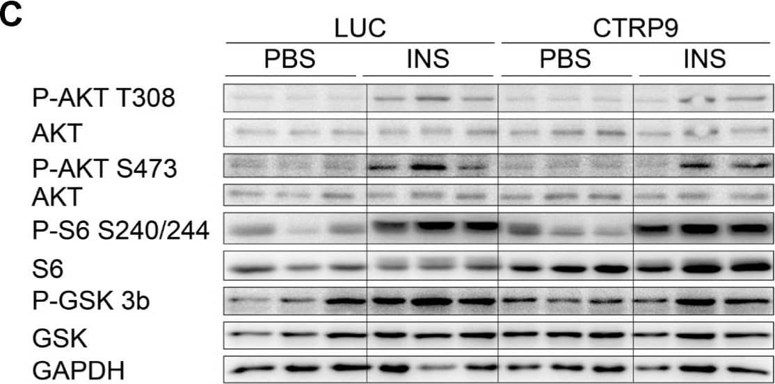 Western Blot CTRP9/C1qTNF9 Antibody (653533) [Unconjugated]