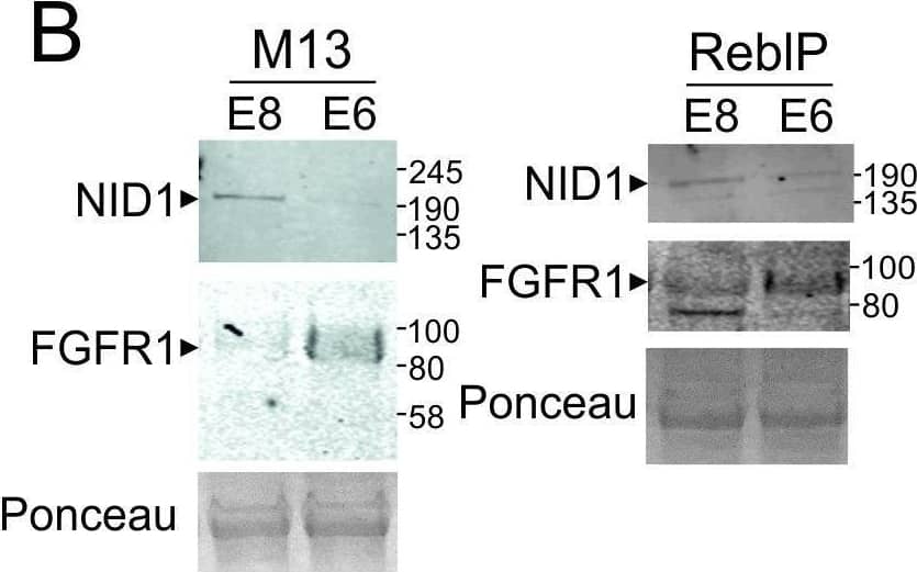 Western blot confirmation of marker proteins. Equal quantities of protein from media supernatant from cells cultured as described in Fig 1 were run on Western blot and probed with antibodies for an E8-enriched marker protein (CHGA, NID1, SEMA3 or NPTX3) and an E6-enriched marker protein (COCH, FGFR1, Follistatin or OLFML3). Membranes were imaged using LICOR Odyssey system. Image collected and cropped by CiteAb from the following open publication (//pubmed.ncbi.nlm.nih.gov/38875182), licensed under a CC-BY license. Not internally tested by R&D Systems.