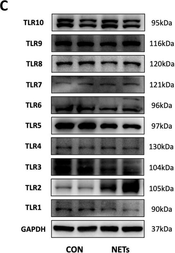 NETs promoted STING upregulation by activating TLR2 signaling. A KEGG analysis identified significantly altered pathways in control and NET-treated HUVECs. B Relative mRNA levels of TLRs in control and NET-treated HUVECs (n = 3). C Western blot images of TLRs expression in control and NET-treated HUVECs. D Representative images of immunofluorescence staining of TLR2 in control and NET-treated HUVECs. Scale bar: 30 μm. The expression of TLR2 was assessed by fluorescence intensity (n = 3). E The cell viability of HUVECs pretreated with C-29 (n = 3). F Relative mRNA levels of TLR2, STING, and TF in HUVECs pretreated with C-29 (n = 3). G Western blot images of STING pathway and TF expression in HUVECs pretreated with C-29. H Relative mRNA levels of STING in HUVECs transfected with LV-NC-RNAi or LV-TLR2-RNAi (n = 3). I Western blot images of TLR2 expression in HUVECs transfected with LV-NC-RNAi or LV-TLR2-RNAi. J Western blot was performed to analyze the levels of STING and TF expression in HUVECs transfected with LV-NC-RNAi or LV-TLR2-RNAi under stimulation of NETs. K Western blot images of TLR2 expression in HUVECs pretreated with DNase I. L Western blot images of TLR2 expression in murine lung tissues treated with DNase I. Each bar represents the mean ± SD. The comparison between the two groups was performed using unpaired t-tests (B, D, and H). Statistical analysis for three or more groups was carried out using 1-way ANOVA (E and F). *p < 0.05, **p < 0.01, ***p < 0.001. Image collected and cropped by CiteAb from the following open publication (//pubmed.ncbi.nlm.nih.gov/37626060), licensed under a CC-BY license. Not internally tested by R&D Systems.