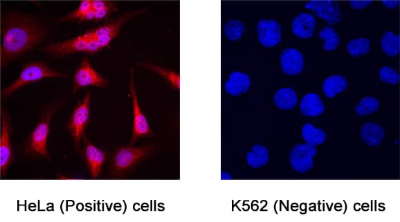 Ly6K was detected in immersion fixed HeLa (positive) and K562 (negative) cells using Mouse Anti-Human Ly6K Monoclonal Antibody (Catalog # MAB66481) at 8 &micro;g/mL for 3 hours at room temperature. Cells were stained using the NorthernLights&trade; 557-conjugated Anti-Mouse IgG Secondary Antibody (red; Catalog # NL007) and counterstained with DAPI (blue). Specific staining was localized to cytoplasm. View our protocol for Fluorescent ICC Staining of Cells on Coverslips.