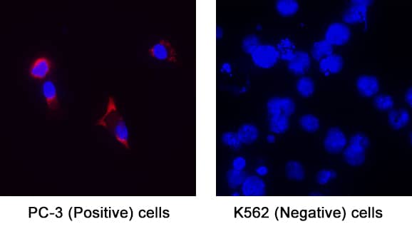 RANK/TNFRSF11A was detected in immersion fixed PC‑3 Human Prostate Cancer Cell Line (positive) and K562 Human Chronic Myelogenous Leukemia Cell Line (negative) Cells using Mouse Anti-Human RANK/TNFRSF11A Monoclonal Antibody (Catalog # MAB6832) at 8 &micro;g/mL for 3 hours at room temperature. Cells were stained using the NorthernLights&trade; 557-conjugated Anti-Mouse IgG Secondary Antibody (red; Catalog # NL007) and counterstained with DAPI (blue). Specific staining was localized to cytoplasm. View our protocol for Fluorescent ICC Staining of Cells on Coverslips.