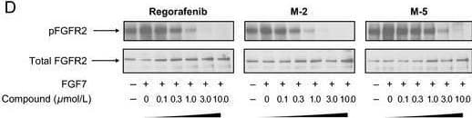 Inhibitory effects of regorafenib, M‐2, and M‐5 in cell‐based mechanistic assays. (A) VEGFR2 autophosphorylation in HuVECs. (B) VEGFR3 autophosphorylation in HuLECs and effects on potential intracellular signaling kinases ERK1/2 and AKT. *Indicates unspecific signals. (C) Inhibition of cell migration, analyzed by scratch assay in HuLECs. Black lines demarcate the borders of the confluent cell layer. (D) Inhibition of FGFR2 autophosphorylation in SNU‐16 tumor cells. Regorafenib data in A, B, and C were taken from Schmieder et al. 14. Image collected and cropped by CiteAb from the following open publication (//pubmed.ncbi.nlm.nih.gov/27734608), licensed under a CC-BY license. Not internally tested by R&D Systems.