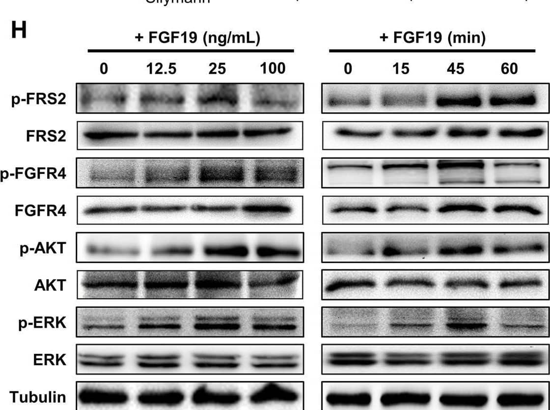 Western Blot FGFR4 Antibody (240929) [Unconjugated]