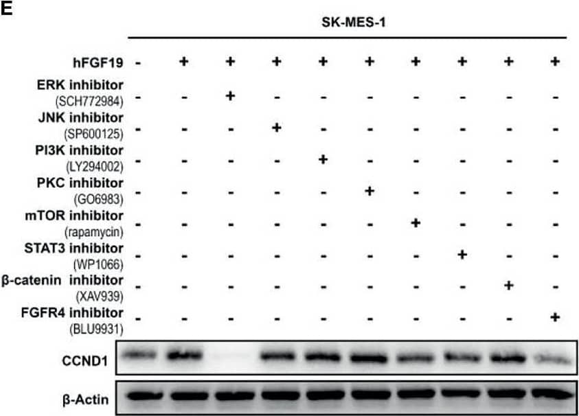 Western Blot FGFR4 Antibody (240929) [Unconjugated]