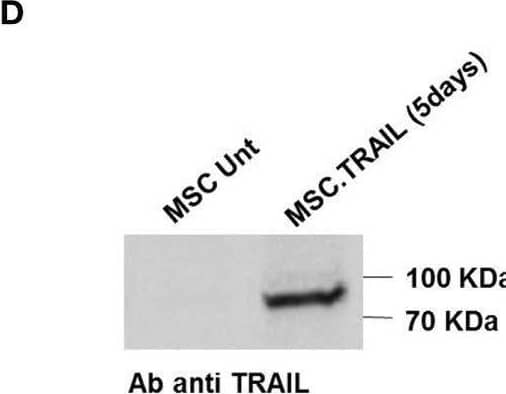 Sensitivity of Colo205 and mesenchymal stem cells (MSCs) to diabody single-chain TNF-related apoptosis-inducing ligand (Db-scTRAIL) activity. (A) Colo205 cells and (B) MSCs were treated with serial dilutions (titration 1:3) of Db-scTRAIL in the absence (filled squares) or in the presence (filled triangles) of 250 ng/ml of bortezomib (BZB). After 18 h, cell viability was determined using crystal violet staining. Data were normalized using BZB-treated cells or cells treated with normal medium for Db-scTRAIL + BZB or Db-scTRAIL alone, respectively (mean ± SD, n = 3). (C) MSCs were transiently transfected (PEI), and the amount of soluble Db-scTRAIL released in cell culture medium was measured by enzyme-Linked Immunosorbent Assay, every 24 h (mean ± SD, n = 3). (D) After 5 days of transient transfection, Db-scTRAIL secreted in cell medium was purified and analyzed by western blotting using a specific antibody against TRAIL (MSC.Unt: MSC untransfected, MSC.TRAIL: MSC transfected with TRAIL). Image collected and cropped by CiteAb from the following open publication (//pubmed.ncbi.nlm.nih.gov/28553285), licensed under a CC-BY license. Not internally tested by R&D Systems.