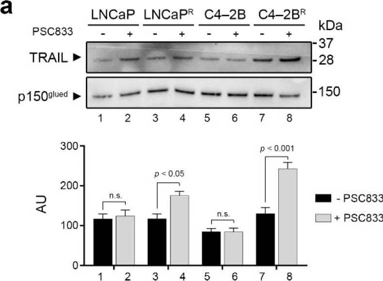 TRAIL status and its role in docetaxel-resistant prostate cancer (PCa) cell lines (a) Parental and resistant cells were cultured in the presence or absence of the ABCB1 inhibitor PSC833 for 48 h and total cellular protein extracts were used to assess endogenous TRAIL expression by Western blot. Full Western blot image can be found in Figure S2. Upper panel: representative immunoblot showing levels of TRAIL protein present in whole cell extracts. P150 was used as normalizing control. Lower panel: graphs depicting pooled densitometry measurements of TRAIL levels relative to those of p150 in arbitrary units (AU). Data points are presented as mean ± SEM of triplicate measurements. (b) Cell viability was measured using MTT assay and normalized to an untreated control. LNCaP and C4-2B were treated with increasing doses of sTRAIL for 48 h. (c) LNCaPR and C4-2BR were treated for 48 h with vehicle, PSC833 alone, sTRAIL alone, or a combination of 1 μM PSC833 and increasing doses of sTRAIL. (d) Procaspase-3 and activated caspase-3 expression was assessed by Western blot after a pretreatment with PSC833 alone, sTRAIL alone, and PSC833 combined with sTRAIL. Lower panel: graphs depicting densitometry measurements of Procaspase-3 and activated caspase-3 levels relative to those of p150 in arbitrary units (AU). Full Western blot image can be found in Figure S3. Image collected and cropped by CiteAb from the following open publication (//pubmed.ncbi.nlm.nih.gov/33799432), licensed under a CC-BY license. Not internally tested by R&D Systems.