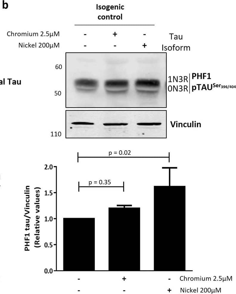 Cr and Ni exposure increases tau levels and phosphorylation in iNeurons and RA-differentiated SH-SY5Y cells. (a,b) iPSCs carrying the R406W tau mutation and isogenic controls were differentiated into iNeurons and treated with Cr (5 µM) and Ni (800 µM) for 72 hours. The levels of total (a) and phospho-tauSer396/404 (PHF-1) (b) tau were measured by western blot. GAPDH and vinculin were used as loading controls. Images show representative immunoblots comparing tau and phospho-tau levels in control and mutant iNeurons before and after Cr and Ni treatment. Plots represents the average ± SEM of 3 independent experiments. (c,d) RA-differentiated SH-SY5Y cells were treated with Cr (2.5 µM) and Nickel (200 µM) for 24 hours before protein extraction. Images show representative immunoblots comparing the levels total tau (c) and phospho-tauSer396/404 (PHF-1) tau (d) before and after heavy metals treatment. GAPDH and vinculin were used as loading control. Plots represent the average ± SEM of 4 independent experiments. Statistical significance was determined by two‐ANOVA followed by Bonferroni’s test for multiple comparisons or one-way ANOVA using GraphPad Prism 6. p-values comparing untreated and heavy metal treated cells are included in the graphs. Statistical significance was considered when p-value ≤ 0.05. Image collected and cropped by CiteAb from the following publication (//pubmed.ncbi.nlm.nih.gov/31953414), licensed under a CC-BY license. Not internally tested by R&D Systems.