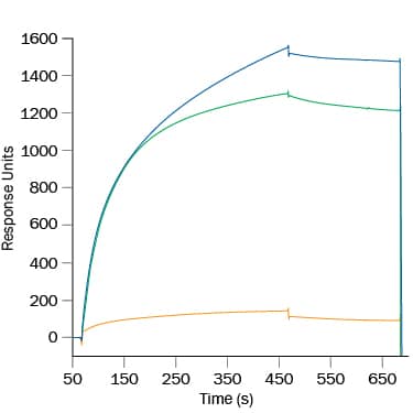 In a Surface Plasmon Resonance test, Recombinant Human B7-H2 (8206-B7) coated at 30 ug/mL binds to Recombinant Human B7-H7 (8084-B7, 25 µg/mL (green line). Binding is completely blocked (orange line) by 50 µg/mL of Mouse Anti-Human ICOS Monoclonal Antibody (Catalog # MAB69753). Non-blocking anti-ICOS antibody (Clone 669244) was used as control and did not affect ICOS binding to B7-H2 (blue line).