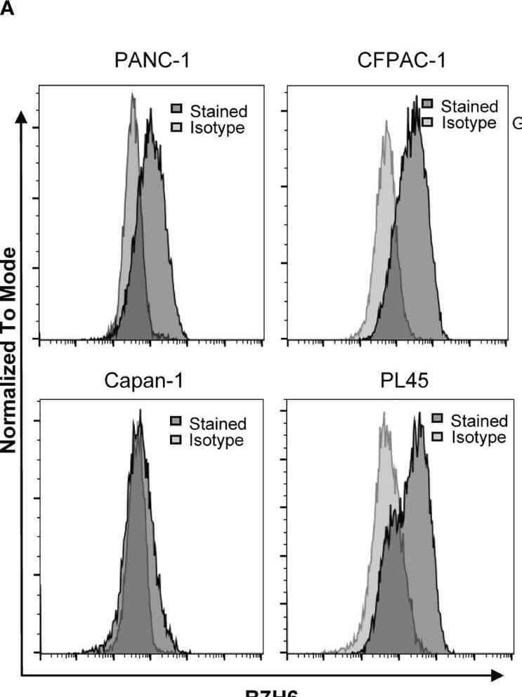 B7H6 expression in human PC cell lines and generation of B7H6 KO PC cell lines. (A) Surface expression of B7H6 on human pancreatic cancer cell lines (PANC-1, CFPAC-1, Capan-1, PL45) was assessed with a Fortessa X20 flow cytometer. (B) Immunoblotting detected B7H6 protein expression in human pancreatic cancer cell lines, with K562 as a positive control. GAPDH was used as a loading control. (C) sB7H6 secreted by pancreatic cancer cells into supernatants at 24 and 48 hours was analyzed by ELISA. Medium collected from K562 or RPMI-1640 served as a positive or negative control, respectively. Data from at least 3 independent experiments are shown as mean ± SEM. (D) Immunoblotting detected the protein expression of B7H6 after what was knocked out by CRISPR/Cas9 from PANC-1 and Capan-1 cells.  beta -actin was the internal control (E) Quantification of B7H6 protein expression on PANC-1 and Capan-1 cells normalized to  beta -actin. Image collected and cropped by CiteAb from the following open publication (//pubmed.ncbi.nlm.nih.gov/35311080), licensed under a CC-BY license. Not internally tested by R&D Systems.