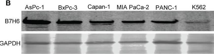 B7H6 expression in human PC cell lines and generation of B7H6 KO PC cell lines. (A) Surface expression of B7H6 on human pancreatic cancer cell lines (PANC-1, CFPAC-1, Capan-1, PL45) was assessed with a Fortessa X20 flow cytometer. (B) Immunoblotting detected B7H6 protein expression in human pancreatic cancer cell lines, with K562 as a positive control. GAPDH was used as a loading control. (C) sB7H6 secreted by pancreatic cancer cells into supernatants at 24 and 48 hours was analyzed by ELISA. Medium collected from K562 or RPMI-1640 served as a positive or negative control, respectively. Data from at least 3 independent experiments are shown as mean ± SEM. (D) Immunoblotting detected the protein expression of B7H6 after what was knocked out by CRISPR/Cas9 from PANC-1 and Capan-1 cells.  beta -actin was the internal control (E) Quantification of B7H6 protein expression on PANC-1 and Capan-1 cells normalized to  beta -actin. Image collected and cropped by CiteAb from the following open publication (//pubmed.ncbi.nlm.nih.gov/35311080), licensed under a CC-BY license. Not internally tested by R&D Systems.