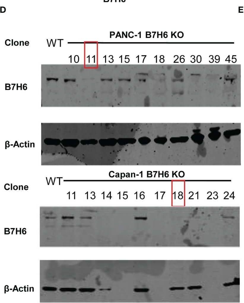 B7H6 expression in human PC cell lines and generation of B7H6 KO PC cell lines. (A) Surface expression of B7H6 on human pancreatic cancer cell lines (PANC-1, CFPAC-1, Capan-1, PL45) was assessed with a Fortessa X20 flow cytometer. (B) Immunoblotting detected B7H6 protein expression in human pancreatic cancer cell lines, with K562 as a positive control. GAPDH was used as a loading control. (C) sB7H6 secreted by pancreatic cancer cells into supernatants at 24 and 48 hours was analyzed by ELISA. Medium collected from K562 or RPMI-1640 served as a positive or negative control, respectively. Data from at least 3 independent experiments are shown as mean ± SEM. (D) Immunoblotting detected the protein expression of B7H6 after what was knocked out by CRISPR/Cas9 from PANC-1 and Capan-1 cells.  beta -actin was the internal control (E) Quantification of B7H6 protein expression on PANC-1 and Capan-1 cells normalized to  beta -actin. Image collected and cropped by CiteAb from the following open publication (//pubmed.ncbi.nlm.nih.gov/35311080), licensed under a CC-BY license. Not internally tested by R&D Systems.