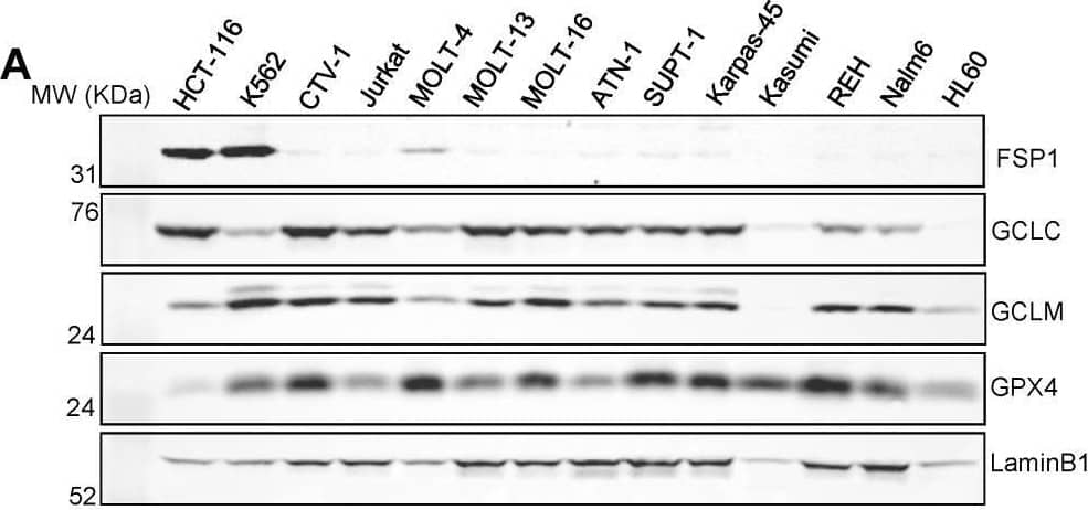 Western Blot Glutathione Peroxidase 4/GPX4 Antibody (565320) [Unconjugated]