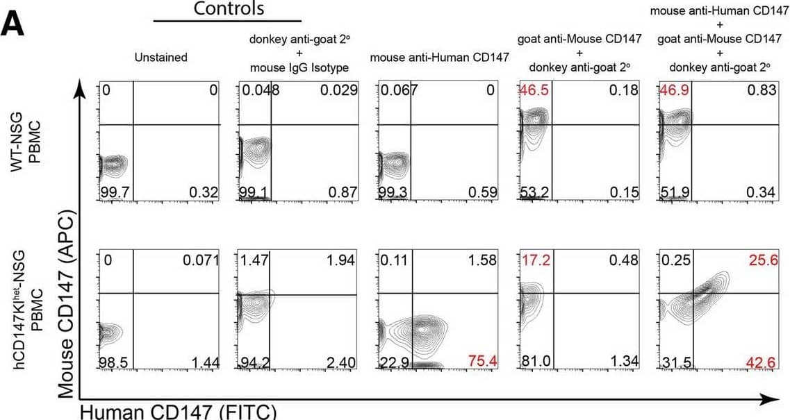 Flow cytometric analysis reveals proper dual-expression of both mCD147 and hCD147 in PBMCs and various organs. Representative contour plots of CD147 expression on WT-NSG (top) and hCD147KIhet-NSG (bottom) cells from (A) PBMCs, (B) lung, (C) liver, and (D) spleen using antibodies targeting either mouse CD147 protein, human CD147 protein, or a combination of both antibodies (far right). Relative percentages are listed, and significant shifts highlighted in red. Gating was determined based on donkey anti-goat/mouse isotype IgG antibody background staining Image collected and cropped by CiteAb from the following open publication (//pubmed.ncbi.nlm.nih.gov/35690792), licensed under a CC-BY license. Not internally tested by R&D Systems.