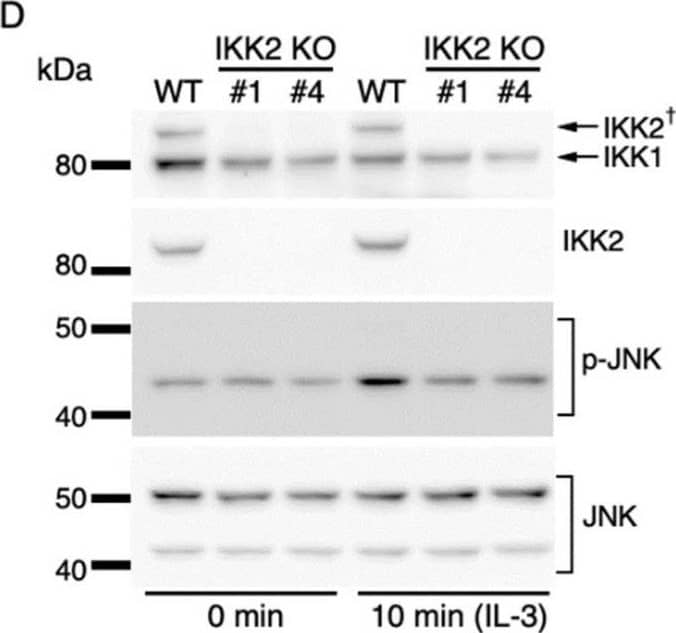Western Blot IKK beta Antibody (725818)