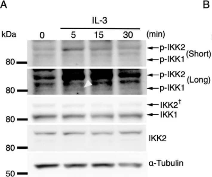 Western Blot IKK beta Antibody (725818)