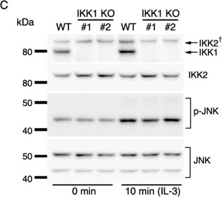 Western Blot IKK beta Antibody (725818)