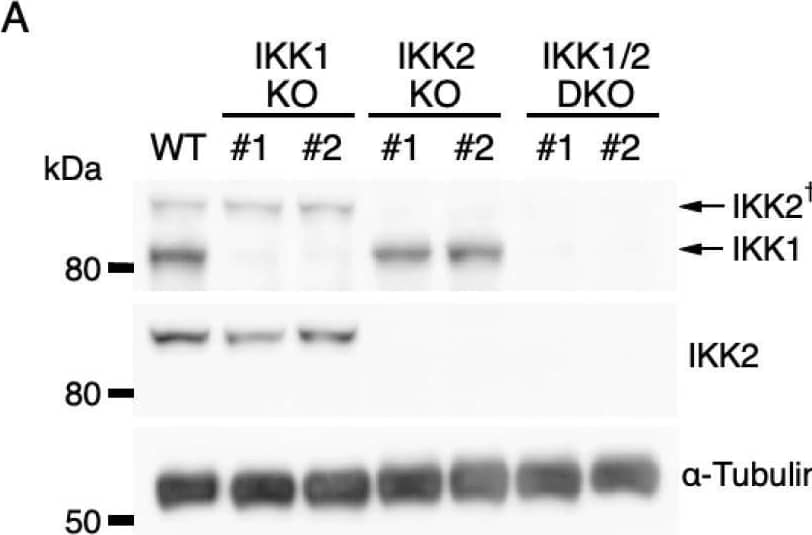 Western Blot IKK beta Antibody (725818)