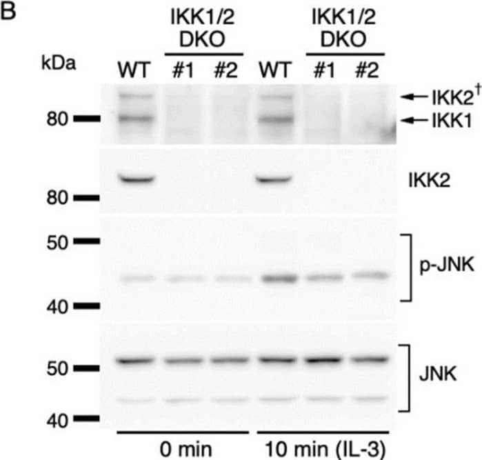 Western Blot IKK beta Antibody (725818)