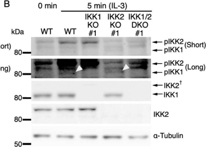 Western Blot IKK beta Antibody (725818)