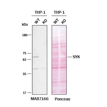 Knockout Validated SYK Antibody (720402) [Unconjugated] - (SH2D2 Domain)