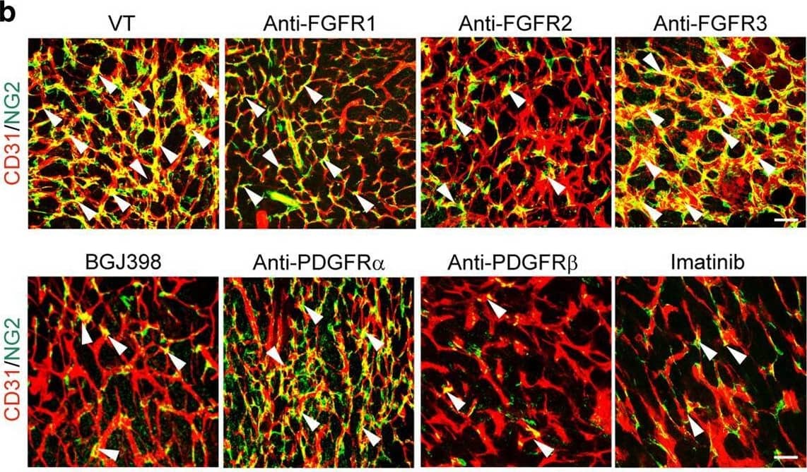 FGFRs and PDGFRs in pericyte recruitment. A RT-PCR analysis of mRNA expression levels of FGF receptors in pericytes freshly isolated from T241-vector and T241–FGF-2 tumors using magnetic bead separation. Beta-actin serves as a control. b CD31+ endothelial (red) and NG2+ pericyte (green) signals in vehicle (VT)-, anti-FGFR1 neutralizing antibody-, anti-FGFR2 neutralizing antibody treated-, anti-FGFR3 neutralizing antibody-, BGJ398-, anti-PDGFR alpha  neutralizing antibody-, anti-PDGFR beta  neutralizing antibody-, and imatinib-treated FGF-2+ tumors. Arrowheads indicate pericyte-associated vessels. Images are presented using whole mount staining. Bar = 50 μm. c, d Quantification of NG2+ pericyte area versus the total CD31+ microvessels and vascular coverage. (n = 7 random fields; n = 4 mice for each group). All data as means ± S.E.M.; Student’s t test, *P < 0.05, **P < 0.01 and ***P < 0.001 Image collected and cropped by CiteAb from the following open publication (//pubmed.ncbi.nlm.nih.gov/29423271), licensed under a CC-BY license. Not internally tested by R&D Systems.