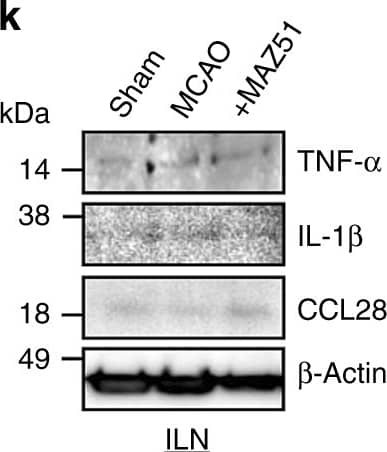 Cervical lymphatic inflammation through VEGFR3 tyrosine kinase in mice after stroke: a Male C57BL6 mice were subjected to transient focal ischemia and, immediately after reperfusion the vehicle (PBS 10 µL) or MAZ51 (3 ng/10 µL) were injected into the nasal cavity. b MAZ51 treatment suppressed tyrosine phosphorylation in superficial CLN lymphatic endothelium at 72 h after focal ischemia (Sham; n = 4, MCAO; n = 9, MCAO + MAZ51; n = 8 biologically independent animals). *P < 0.05, one-way ANOVA followed by Fisher’s LSD test. c FACS analysis demonstrated that MAZ51 treatment significantly decreased pro-inflammatory TNF-alpha  positive macrophages in superficial CLNs; no clear changes were noticed in TGF-beta  positive macrophages. *P < 0.05, one-way ANOVA followed by Fisher’s LSD test. d–f. Immunostaining revealed that CD169 positive macrophages increased TNF-alpha , while MAZ51 treatment decreased pro-inflammatory macrophages. Scale: 100 nm. g–h Confocal microscopy analysis demonstrated that TNF-alpha  was highly co-localized with CD169 positive macrophages in the subcapsular sinus of superficial CLNs. MAZ51 treatment decreased the co-localization. TNF-alpha  expression was not observed in ILN macrophages. Scale: 100 nm. i–l Western blot confirmed that TNF-alpha , IL-1 beta  and CCL28 were significantly increased in post-stroke superficial CLNs. MAZ51 treatment reduced cytokine/chemokine expression (n = 4 biologically independent animals). ILNs weakly responded to focal cerebral ischemia as to TNF-alpha , IL-1 beta  or CCL28 expression (n = 3 biologically independent animals). *P < 0.05, **P < 0.01, one-way ANOVA followed by Fisher’s LSD test. All values are mean +/− SD. Image collected and cropped by CiteAb from the following open publication (//pubmed.ncbi.nlm.nih.gov/31757960), licensed under a CC-BY license. Not internally tested by R&D Systems.