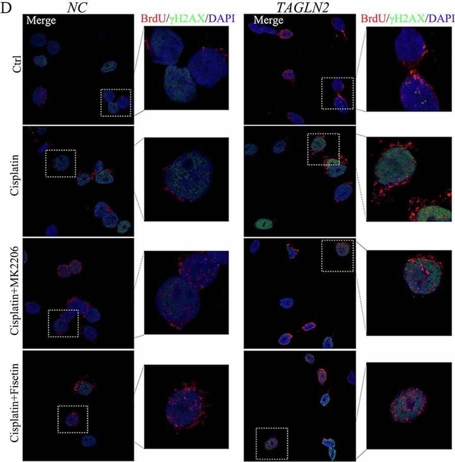 Immunocytochemistry/ Immunofluorescence Bromodeoxyuridine/BrdU Antibody (BU-1) [Unconjugated]