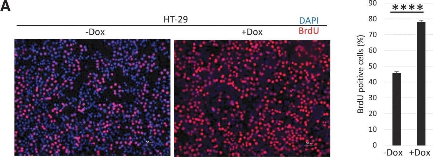 Immunohistochemistry Bromodeoxyuridine/BrdU Antibody (BU-1) [Unconjugated]