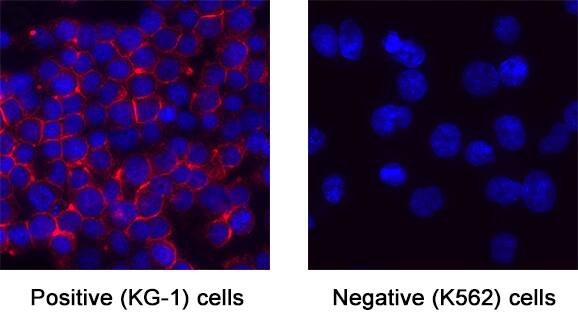 CD34 was detected in immersion fixed KG-1 (positive) and absent in K562 (negative) cells using Mouse Anti-Human CD34 Monoclonal Antibody (Catalog # MAB72274) at 8 &micro;g/mL for 3 hours at room temperature. Cells were stained using the NorthernLights&trade; 557-conjugated Anti-Mouse IgG Secondary Antibody (red; Catalog # NL007) and counterstained with DAPI (blue). Specific staining was localized to cytoplasm. View our protocol for Fluorescent ICC Staining of Non-adherent Cells.