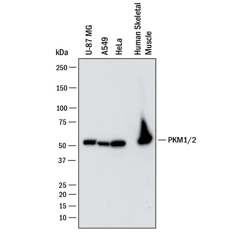 Western blot shows lysates of U‑87 MG human glioblastoma/astrocytoma cell line, A549 human lung carcinoma cell line, HeLa human cervical epithelial carcinoma cell line, human skeletal muscle. PVDF membrane was probed with 0.25 µg/mL of Mouse Anti-Human/Rat PKM2 Monoclonal Antibody (Catalog # MAB7244) followed by HRP-conjugated Anti-Mouse IgG Secondary Antibody (HAF018). A specific band was detected for PKM2 at approximately 60 kDa (as indicated). This experiment was conducted under reducing conditions and using Western Blot Buffer Group 1.