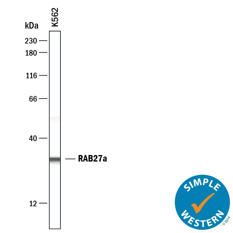 Simple Western lane view shows lysates of K562 human chronic myelogenous leukemia cell line, loaded at 0.2 mg/mL. A specific band was detected for Rab27a at approximately 31 kDa (as indicated) using 20 µg/mL of Rabbit Anti-Human Rab27a Monoclonal Antibody (Catalog # MAB7245). This experiment was conducted under reducing conditions and using the 12-230 kDa separation system.