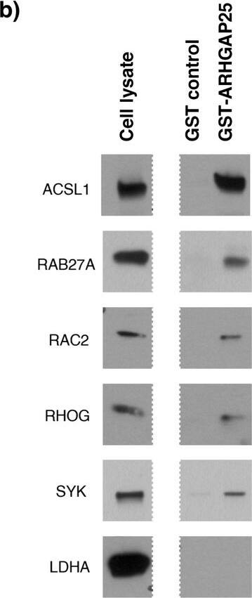 Western Blot Rab27a Antibody (2537A) [Unconjugated]