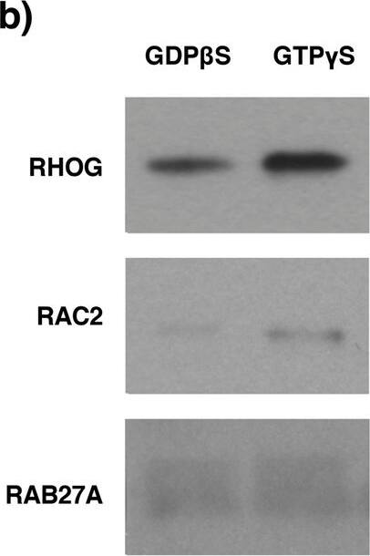 Western Blot Rab27a Antibody (2537A) [Unconjugated]