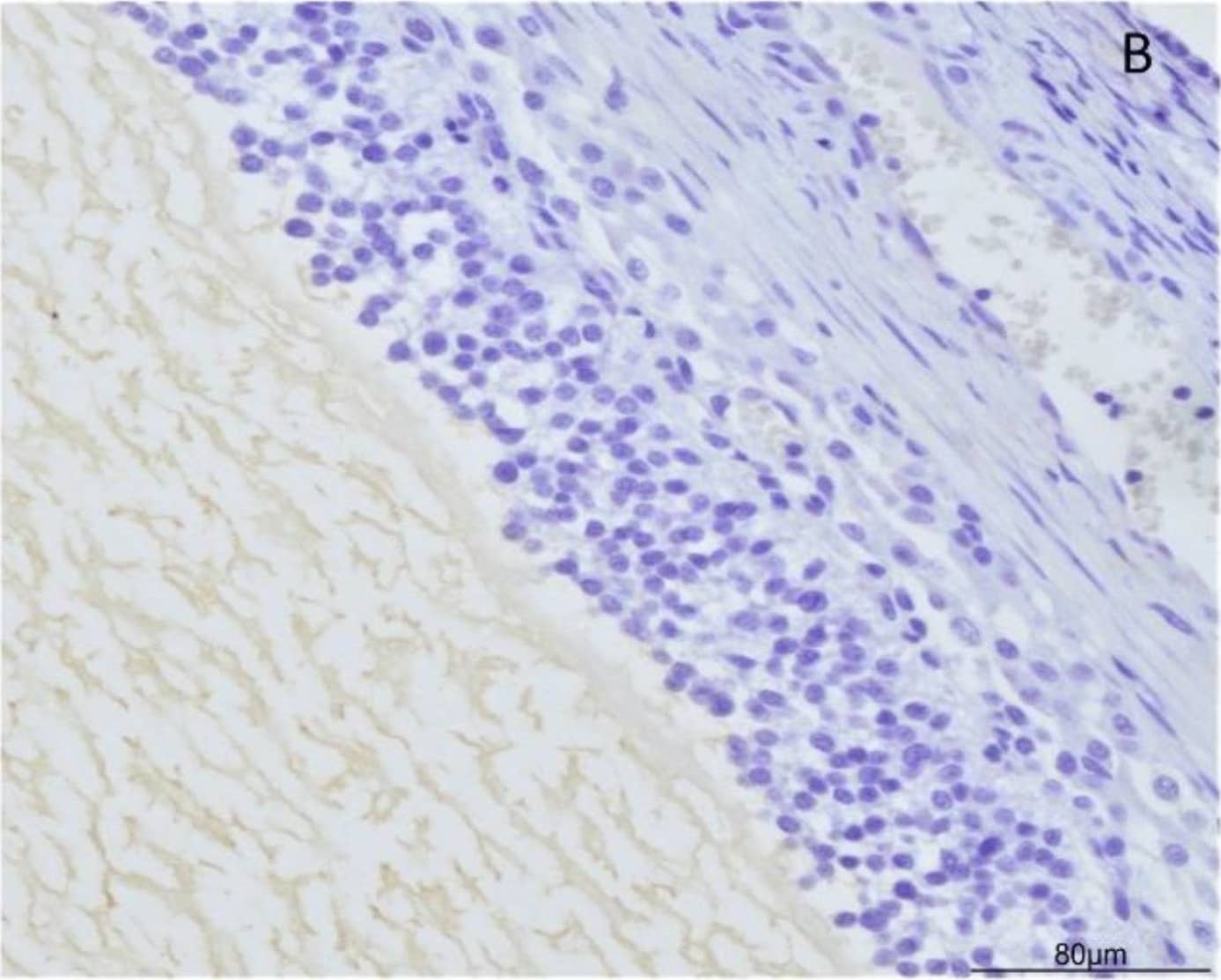 (A) Cytoplasmatic positivity for orexin B in granulosa cells (20X IHC). Scale bar = 100 µm. (B) Negative control. Image collected and cropped by CiteAb from the following open publication (//pubmed.ncbi.nlm.nih.gov/34204547), licensed under a CC-BY license. Not internally tested by R&D Systems.