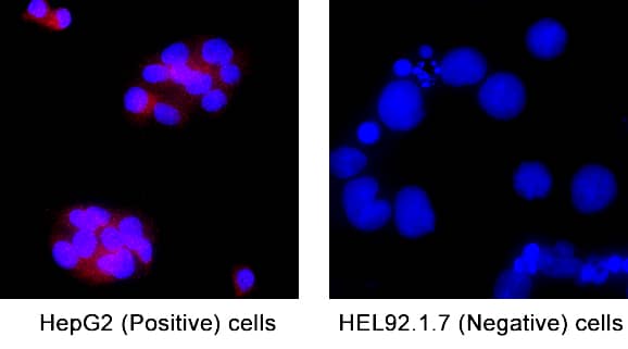 WFS1 was detected in immersion fixed HepG2 Human Hepatocellular Carcinoma Cell Line (Positive) and HEL 92.1.7 Human Erythroleukemic Cell Line (Negative) Cells using Mouse Anti-Human WFS1 Monoclonal Antibody (Catalog # MAB7417) at 8 &micro;g/mL for 3 hours at room temperature. Cells were stained using the NorthernLights&trade; 557-conjugated Anti-Mouse IgG Secondary Antibody (red; Catalog # NL007) and counterstained with DAPI (blue). Specific staining was localized to cytoplasm. View our protocol for Fluorescent ICC Staining of Cells on Coverslips.