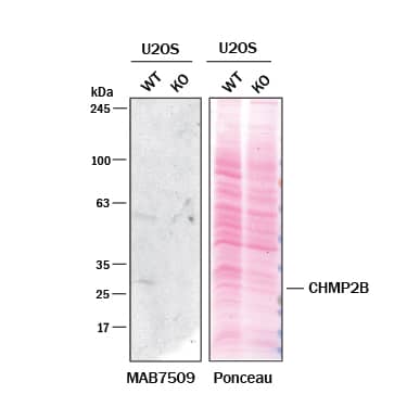 Knockout Validated CHMP2B Antibody (791521) [Unconjugated]